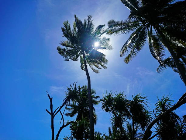 istock tropical coconut trees up to good sky day 1200448377