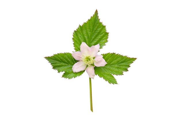 beautiful Blackberry (rubus fruticosus) flower and leaf isolated on white background.