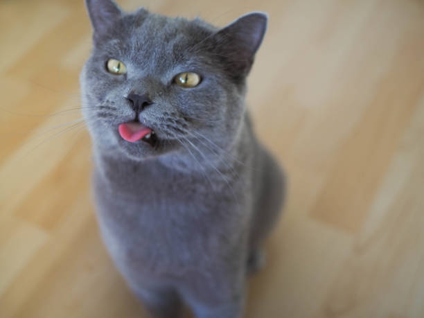 istock Beautiful British shorthair male cat 1200449702