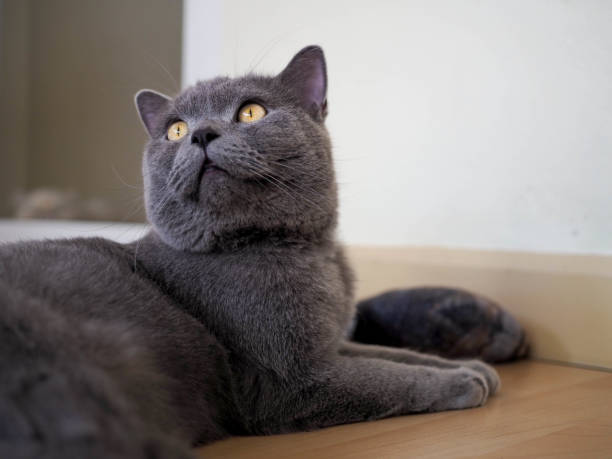 istock Beautiful British shorthair male cat 1200449712