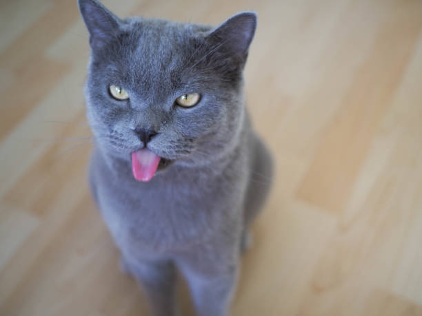 istock Beautiful British shorthair male cat 1200449718