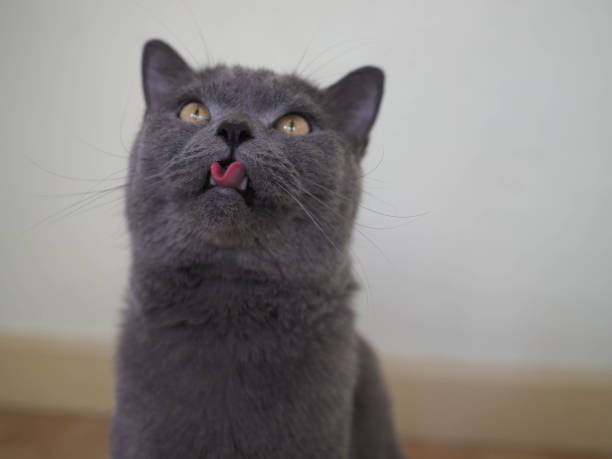 istock Beautiful British shorthair male cat 1200449739
