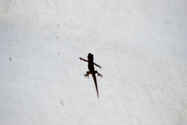 istock House lizard or little gecko on a white wall. 1200449888
