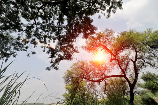 Tree swaying through wind outdoor in nature during springtime.
