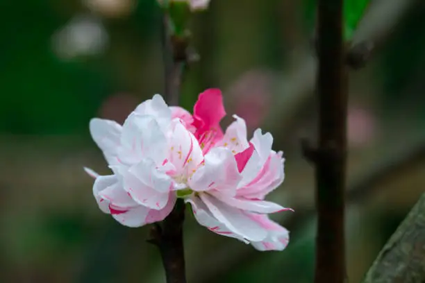 Taiwan cherry blossom season, blooming white Yae cherry