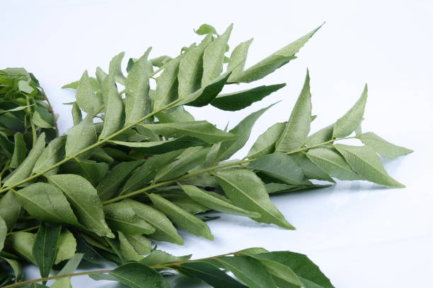 istock Bunch of curry leaves over white background 1200453172
