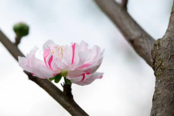 Taiwan cherry blossom season, blooming white Yae cherry