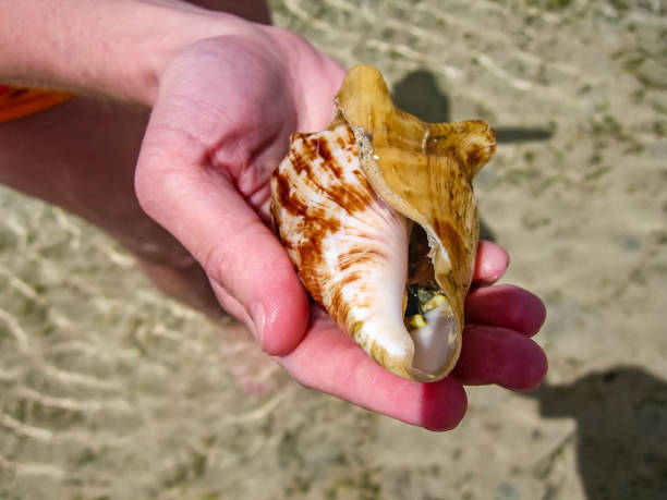 istock Beautiful yellow sandy beach and a tourist with a shell in the hand 1200454113