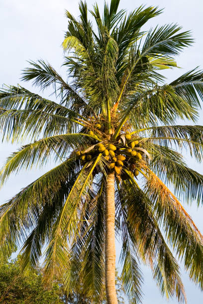 istock A beautiful tall coconut tree with many fruits. 1200454280