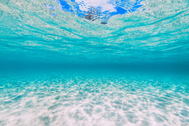 istock Tropical transparent sea with sandy bottom underwater in Hawaii 1200454415