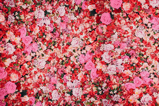 Muro de rosas rojas y rosas. Muchas flores. photo