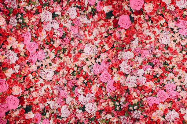 muro de rosas rojas y rosas. muchas flores. - rosa flor fotografías e imágenes de stock