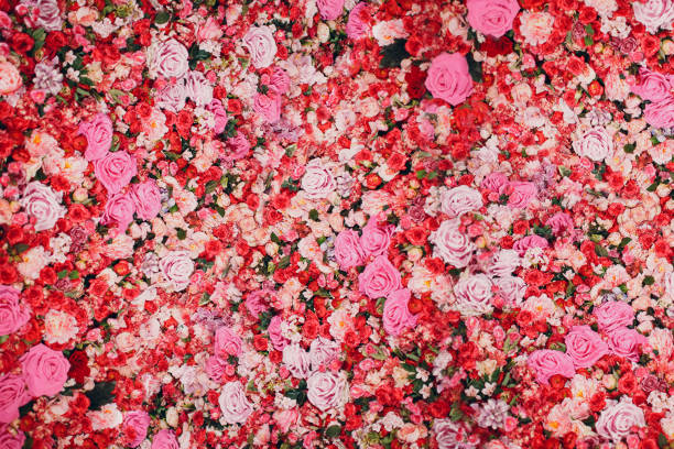 wall of red and pink roses. many flowers. - pink rose flower color image imagens e fotografias de stock