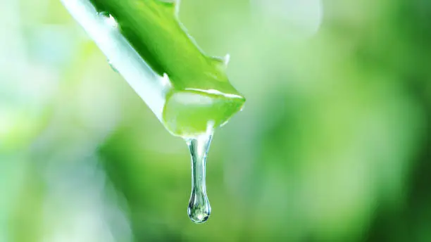 Dropping aloe vera liquid from leaf. Shot on super macro lens, low depth of focus. Skin care and wellness concept. Free space for text.