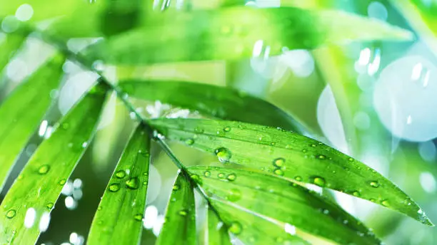 Dropping water on palm leaves, spa and wellness concept. Shot on super macro lens, low depth of focus.