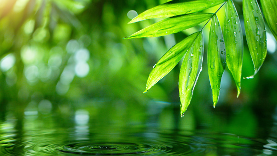 Palm leaves with water surface, spa and wellness concept. Shot on super macro lens, low depth of focus. Free space for text.