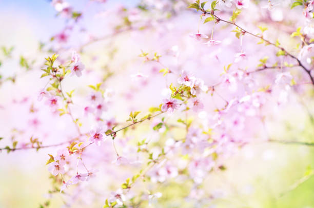 istock Spring blossom/springtime cherry bloom, bokeh flower background 1200458851