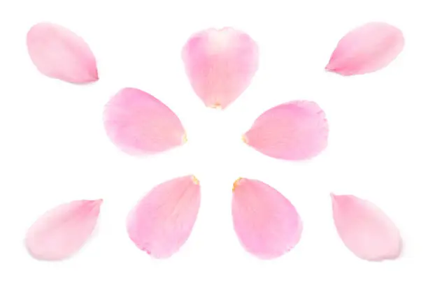 Photo of sprig pink flower petals abstract or natural plant and white background