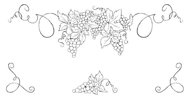 Grapes -- vintage design element. Set vector illustration for wine label. tendril stock illustrations