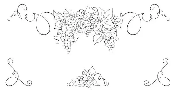 Vector illustration of Grapes -- vintage design element.