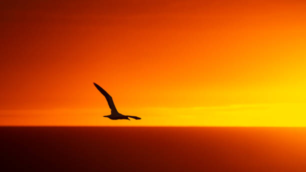 Flying bird silhouette image at Muriwai beach at sunset