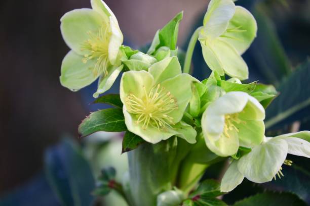 istock Helleborus argutifolius blooming in winter 1200460955