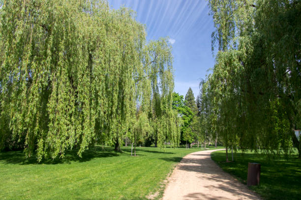 istock Public park during summer, green nature, trees shadows, greenery, wooden bench 1200461769