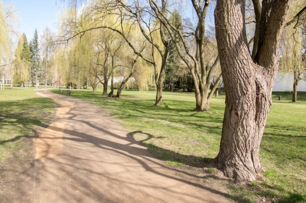 istock Public park during early springtime, green nature, trees shadows, greenery, wooden bench 1200461793