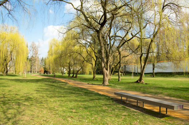 istock Public park during early springtime, green nature, trees shadows, greenery, wooden bench 1200461817