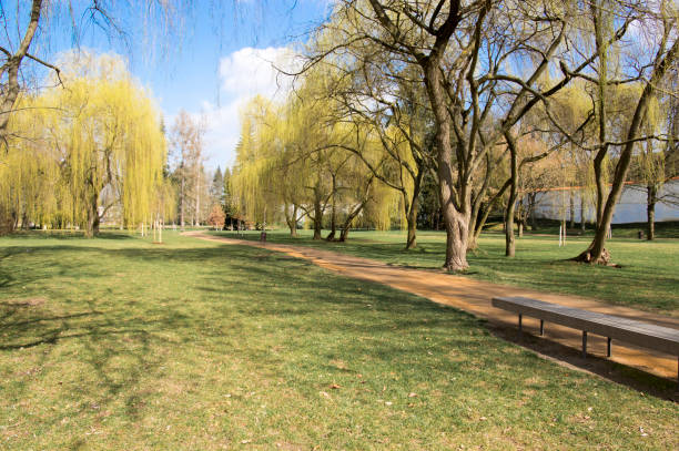 istock Public park during early springtime, green nature, trees shadows, greenery, wooden bench 1200461857