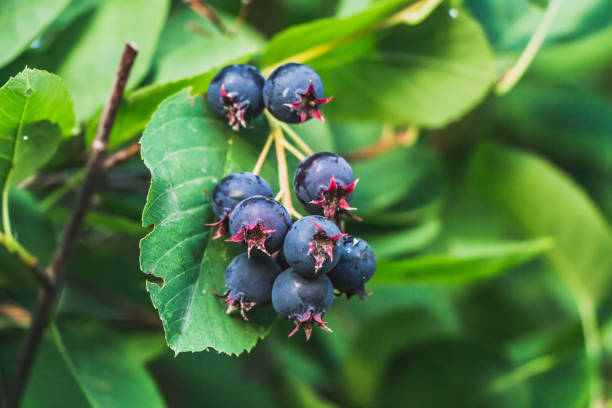 鮮やかな緑の葉��を持つ茂みの上に新鮮な黒熟したシャドベリーのグループの小枝 - shadberry ストックフォトと画像