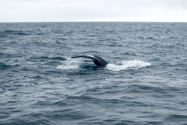 istock Tail of a humpback whale 1200463432