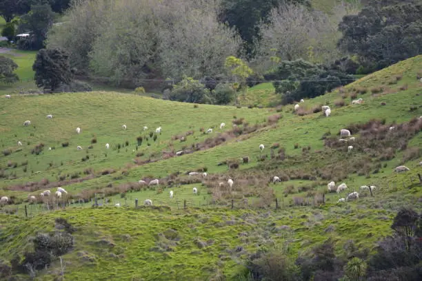 Photo of Sheep Grazing On Slope
