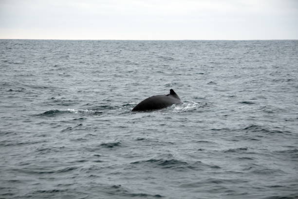 istock Dorsal fin of a humpback whale 1200463804