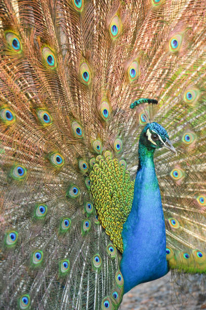 istock Male peacock with its tale wide open 1200464797