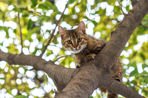 worried little cat on the tree