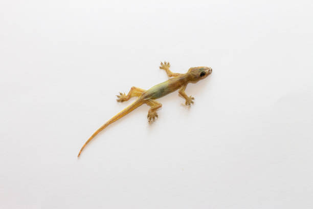 istock dead lizard on white background.Close up dead and dried lizard isolated on white cardboard paper background. 1200468297