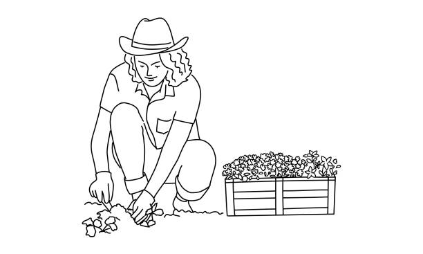 Line drawing of woman works in the garden. Line drawing of woman works in the garden. Gardening or planting concept. Vector illustration. agriculture illustrations stock illustrations