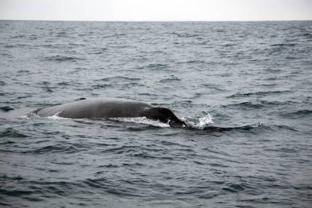 istock Blow hole of a humpback whale 1200469694
