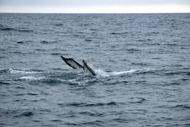 istock Tail of a humpback whale 1200469713