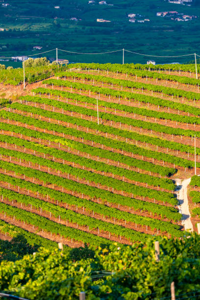 vista sobre o vinhedo la fitta, veneto, itália - soave - fotografias e filmes do acervo