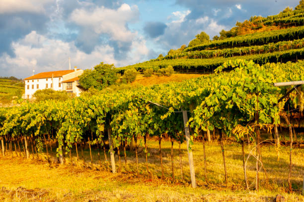 istock View over La Fitta vineyard, Veneto, Italy 1200473972