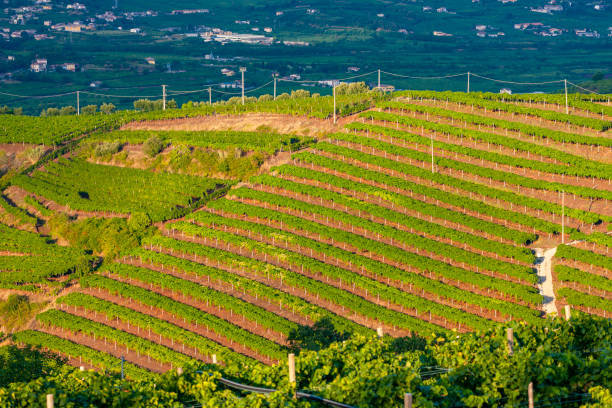 vista sobre o vinhedo la fitta, veneto, itália - soave - fotografias e filmes do acervo