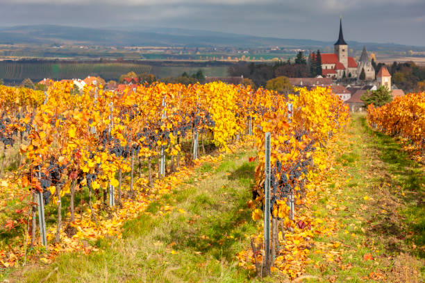 istock Vineyard in autumn near Pulkau, Lower Austria, Austria 1200474033