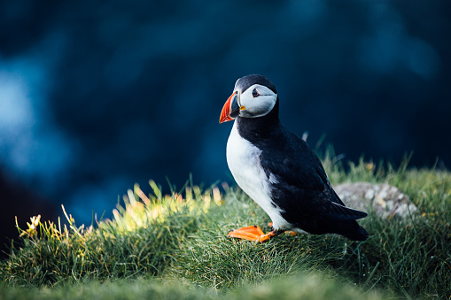 Puffin nesting on a cliff