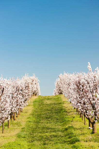 istock Landscape with blossoming orchard in Spring 1200476901