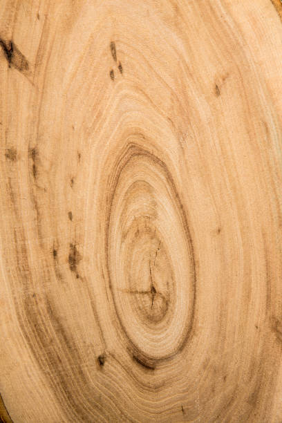 istock Texture saw cut wood closeup, background, top view 1200481147