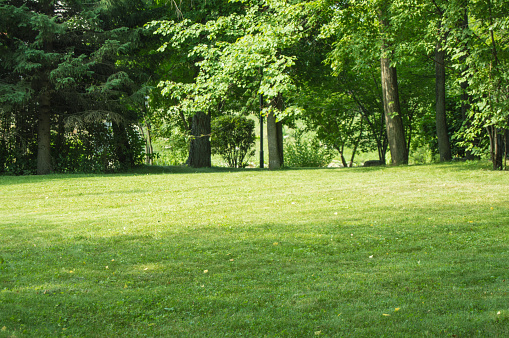 Green lawn with trimmed grass and trees in the background, summer Sunny day in the city Park.