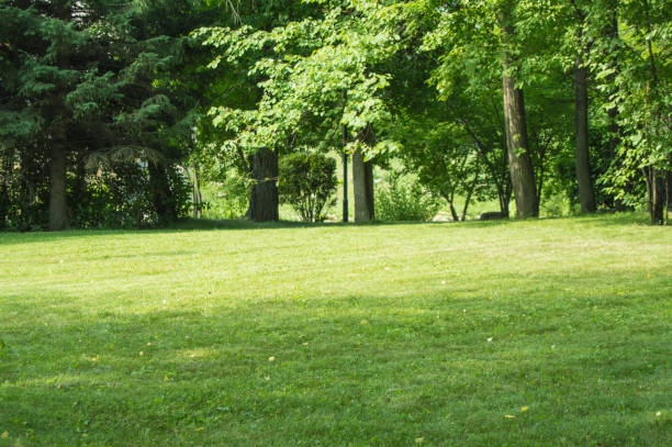 Green lawn with trimmed grass and trees in the background, summer Sunny day in the city Park stock photo