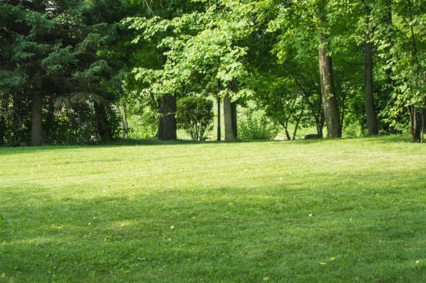 green lawn with trimmed grass and trees in the background, summer sunny day in the city park - national grassland imagens e fotografias de stock